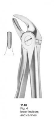  Fig. 4 lower incisors and canines 